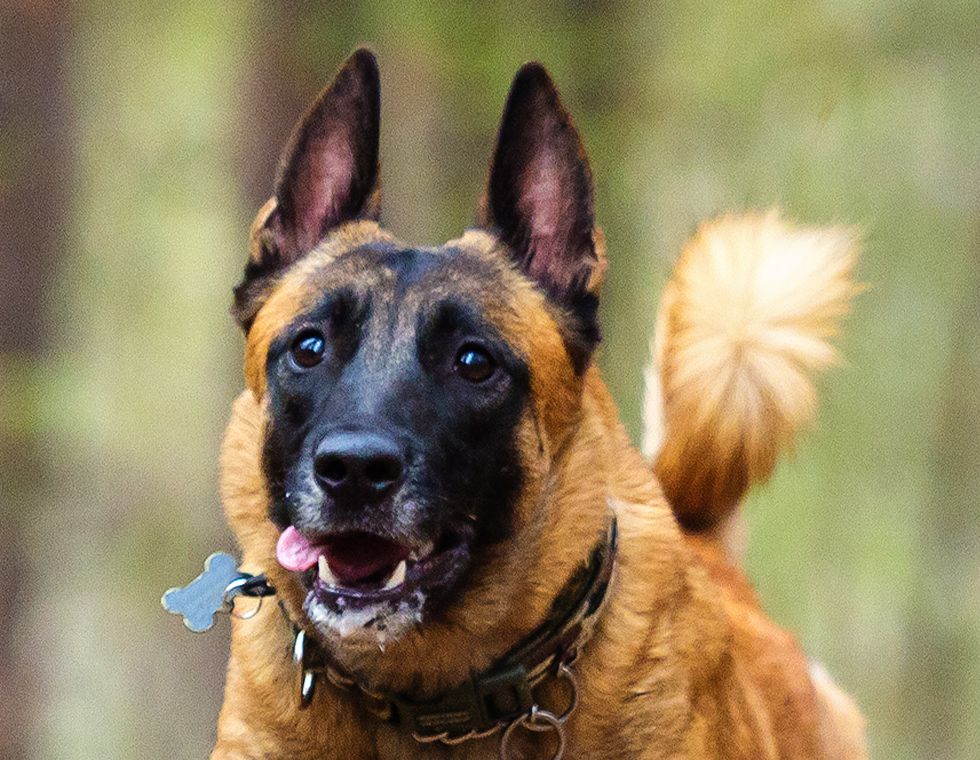 malinois breed dog while jumping through tree forest