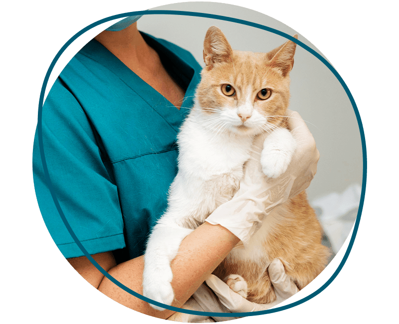 veterinarian taking care cat