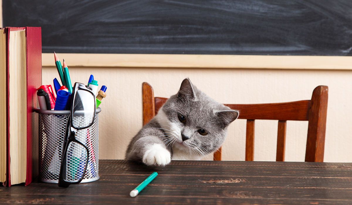 back-to-school-cat-desk-separation-anxiety
