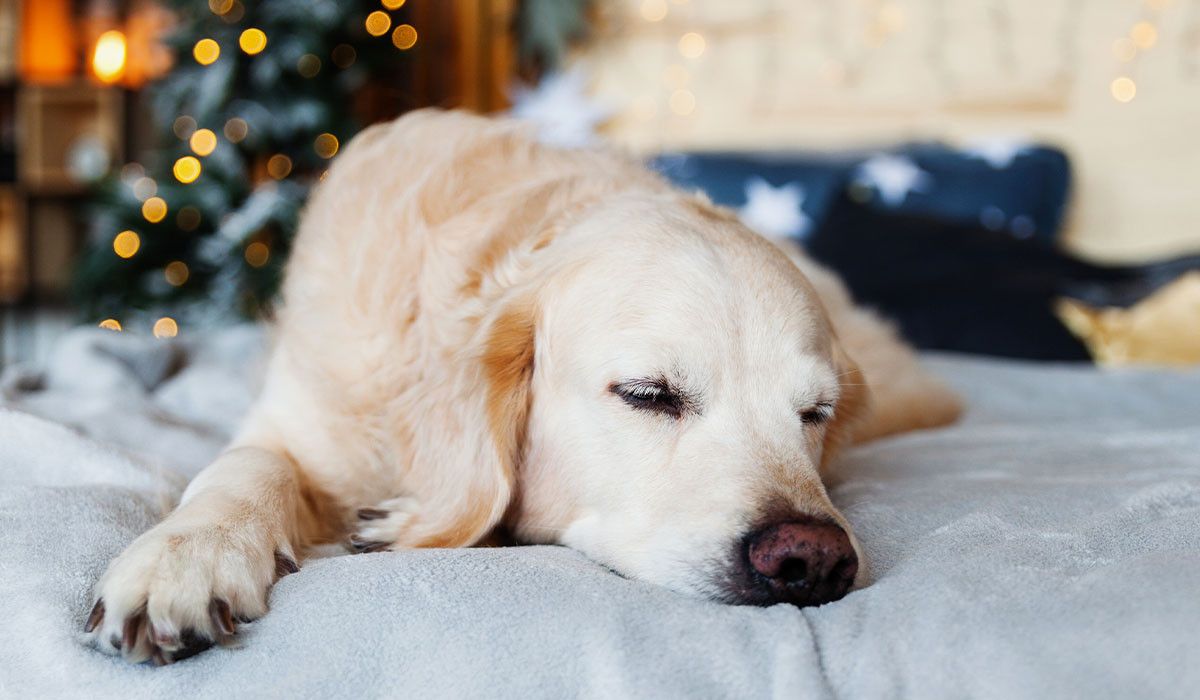 pet-joint-health-winter