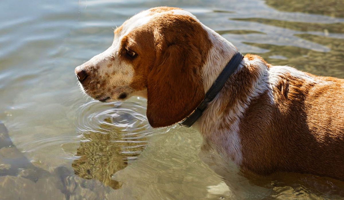summer-safe-dog-in-peaceful-river