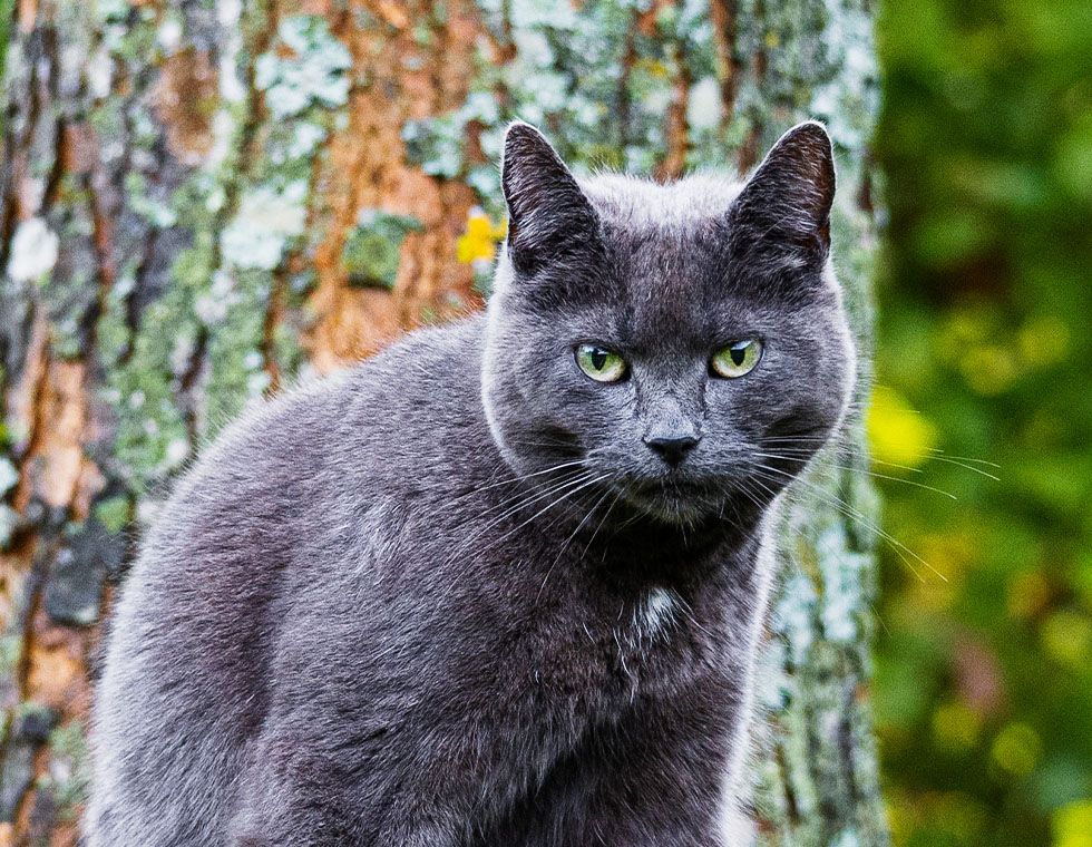 beautiful russian blue cat autumn park
