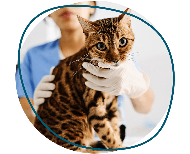 doctor checking bengal cat