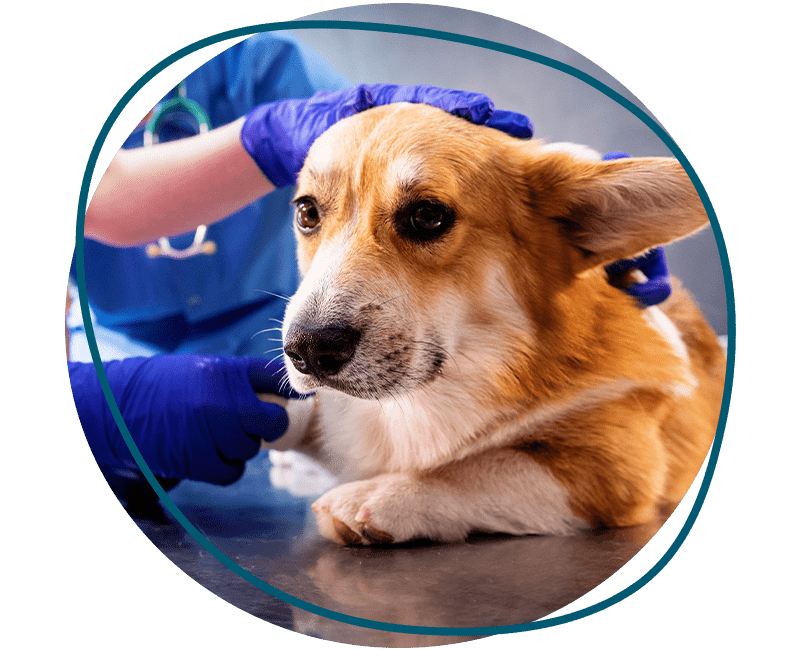 veterinarian bandaging shepherd puppy paw